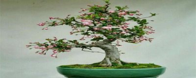 海棠花盆栽养殖方法 分享盆栽海棠的温度管理