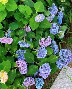 八仙花不开花什么原因造成的 养殖方法和注意事项