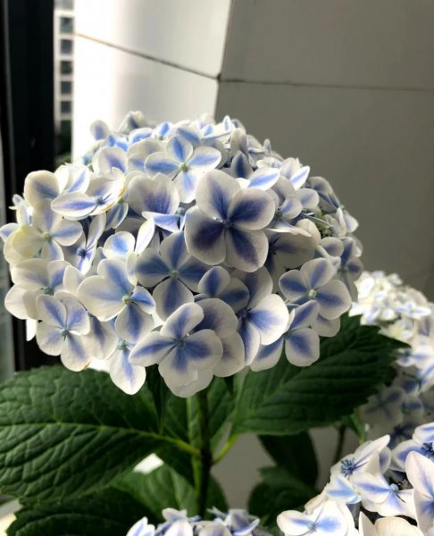 八仙花不开花什么原因造成的