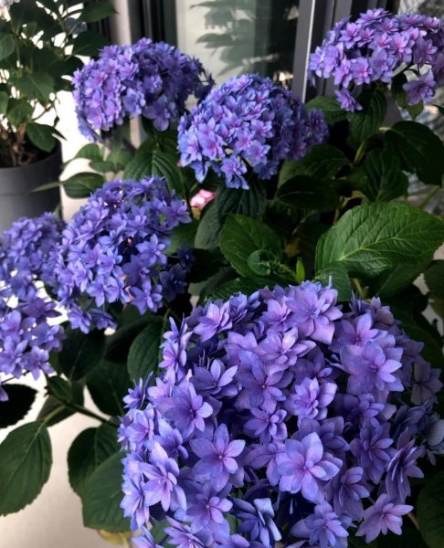 八仙花不开花什么原因造成的