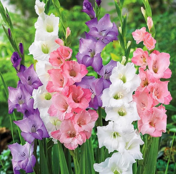剑兰开过花以后还会再开花吗