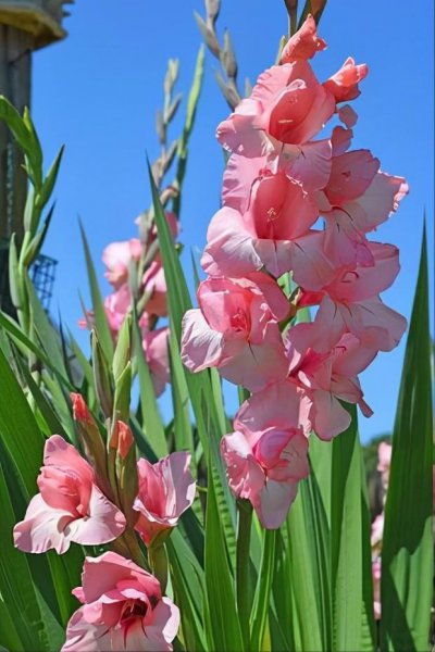 剑兰开过花以后还会再开花吗