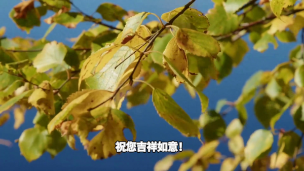 梅花的精神品质是什么样的