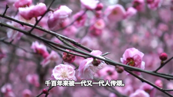 梅花的精神品质是什么样的