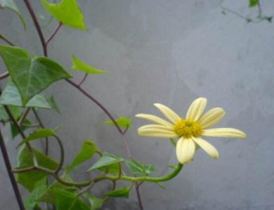 常春藤怎么养就开花了 常春藤水培养殖方法