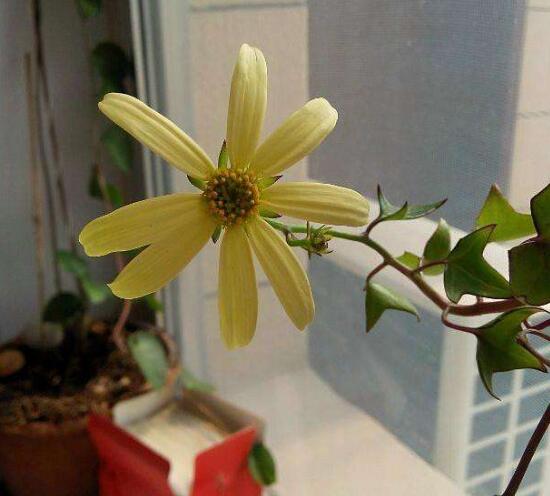 常春藤怎么养就开花了