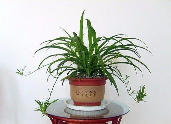 吊兰开花后小吊兰怎么繁殖