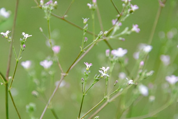 满天星什么时候开花
