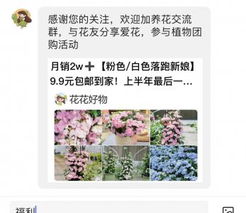 金枝玉叶植物养殖方法 快速养成高颜值盆景