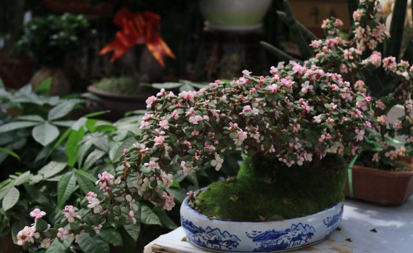 金枝玉叶植物养殖方法