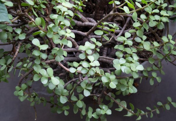 金枝玉叶植物养殖方法