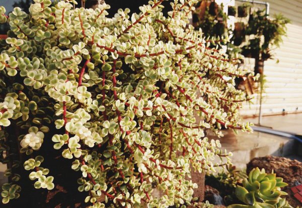 金枝玉叶植物养殖方法