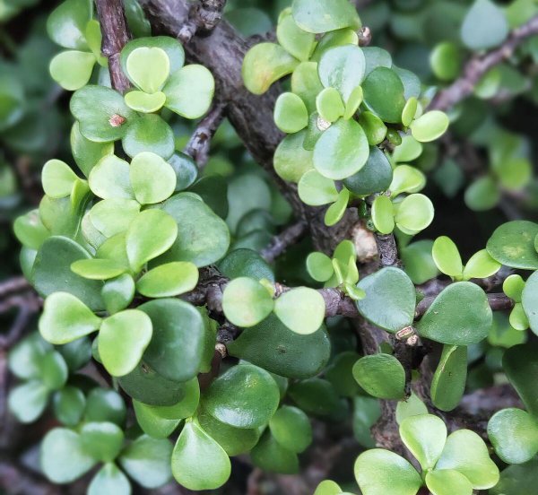 金枝玉叶植物养殖方法