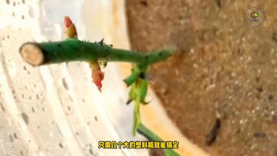 玫瑰花苗多久开花结果 玫瑰扦插生根最快方法