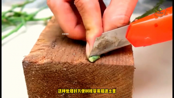玫瑰花苗多久开花结果