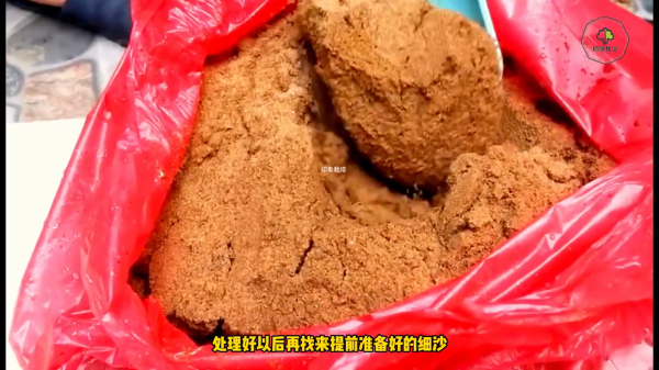 玫瑰花苗多久开花结果