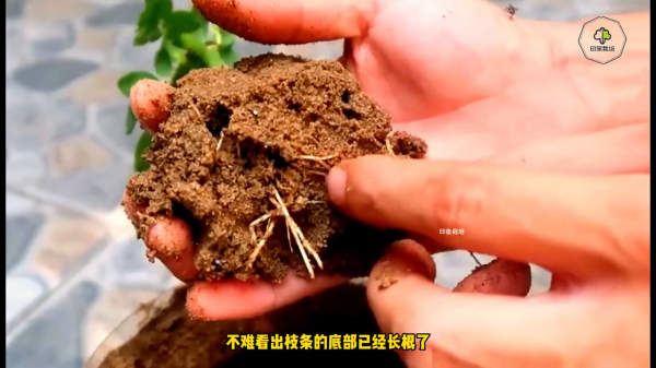 玫瑰花苗多久开花结果