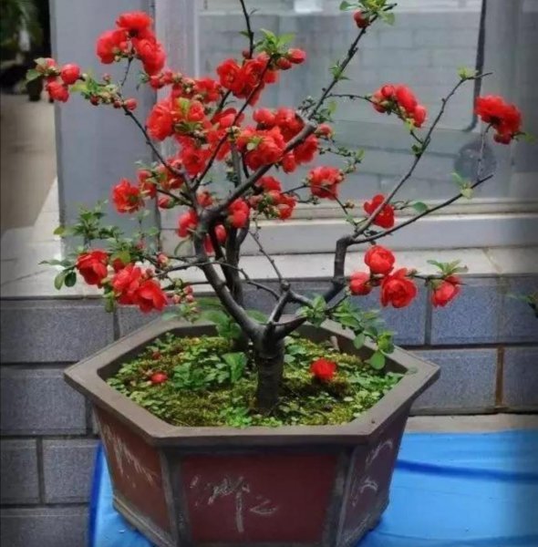 西府海棠可以盆栽吗怎么养