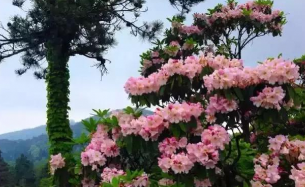 云锦杜鹃盆景养护方法