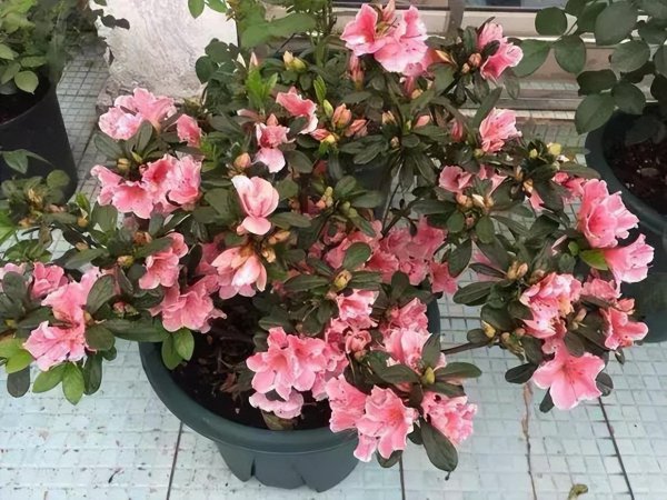 杜鹃花适合北方室内养吗
