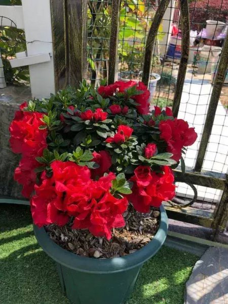 杜鹃花适合北方室内养吗
