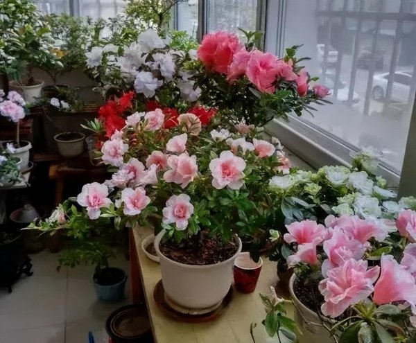 杜鹃花适合北方室内养吗
