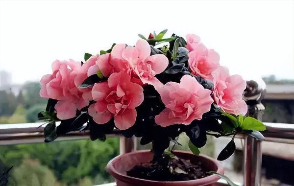 杜鹃花适合北方室内养吗