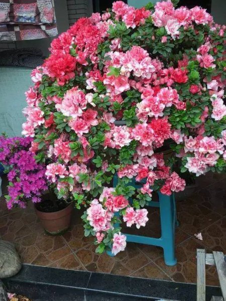 杜鹃花适合北方室内养吗