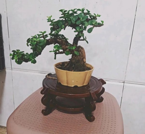 金枝玉叶图片大全欣赏
