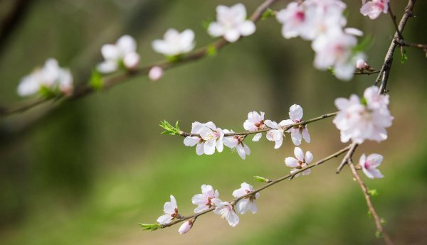 桃花什么时候开花结果
