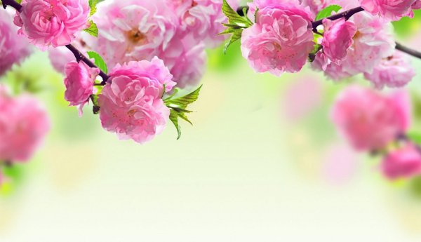 桃花什么时候开花结果