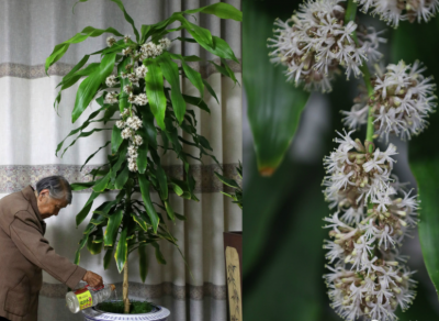 巴西木水培好还是土培好 巴西木盆栽的注意事项