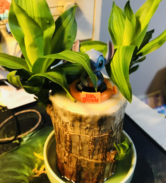 巴西木水培好还是土培好