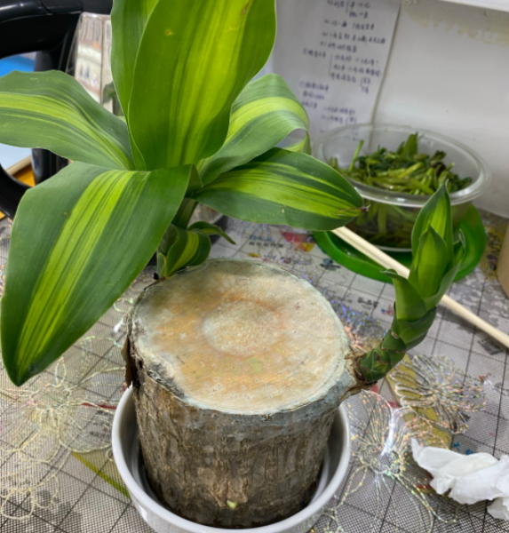 巴西木水培好还是土培好