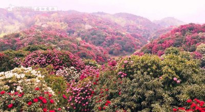 贵州杜鹃花什么时候开花 分享杜鹃花最佳观赏期