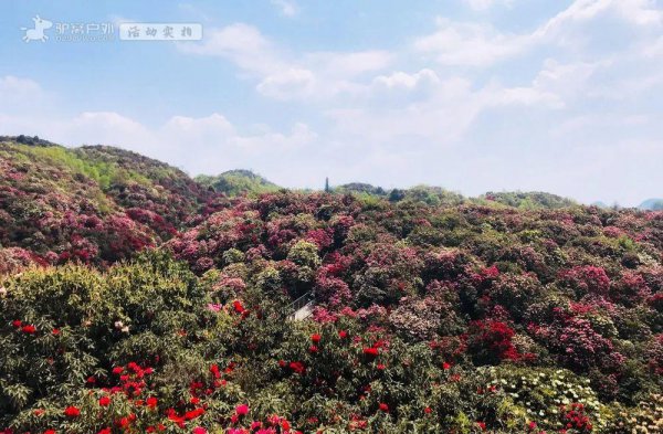 贵州杜鹃花什么时候开花