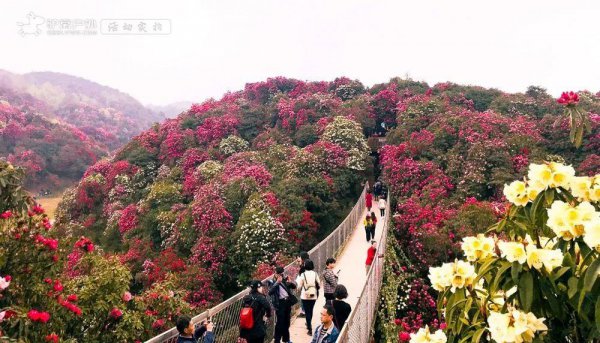 贵州杜鹃花什么时候开花