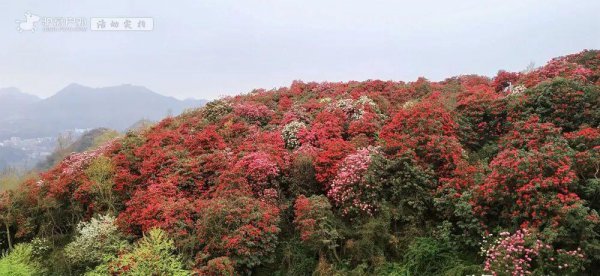 贵州杜鹃花什么时候开花