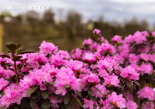 贵州杜鹃花什么时候开花