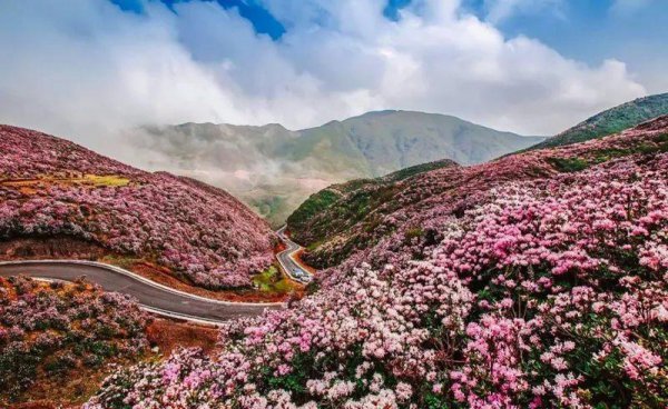 贵州杜鹃花什么时候开花