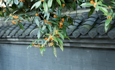 桂花树的种子能育苗吗 桂花繁殖最简单的方法