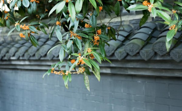 桂花树的种子能育苗吗