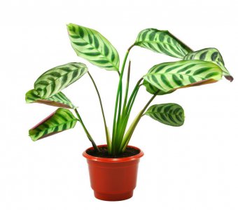 观音莲竹芋的养殖方法 室内四季开花的植物花卉