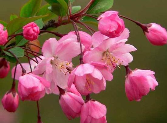 海棠花什么季节开花花期多长