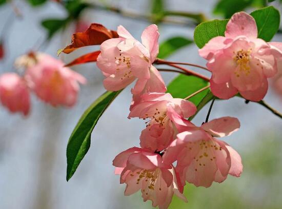 海棠花什么季节开花花期多长