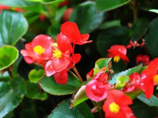 海棠花什么季节开花花期多长