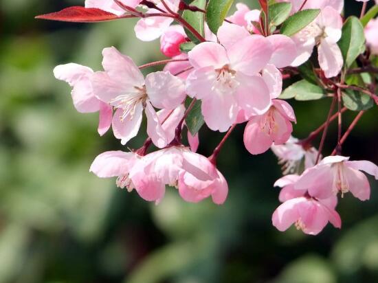 海棠花什么季节开花花期多长