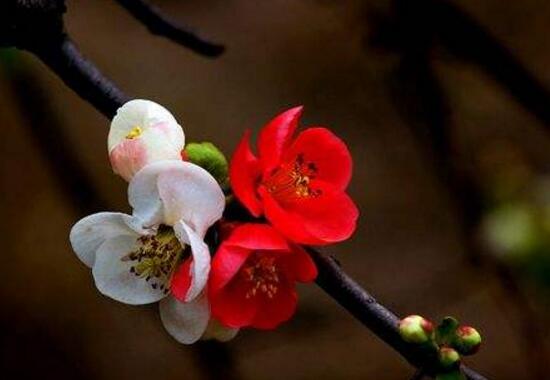 海棠花什么季节开花花期多长