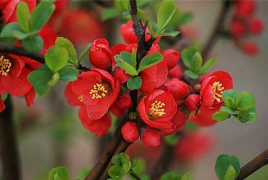 海棠花什么季节开花花期多长