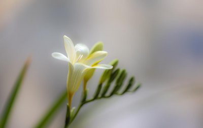 香兰花的养殖方法和管理 最全香兰盆景养护指南